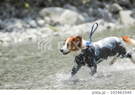浅瀬の川で水しぶきをあげながら笑顔で走る犬 浅瀬の川で水しぶきをあげながら笑顔で走る犬 103962046
