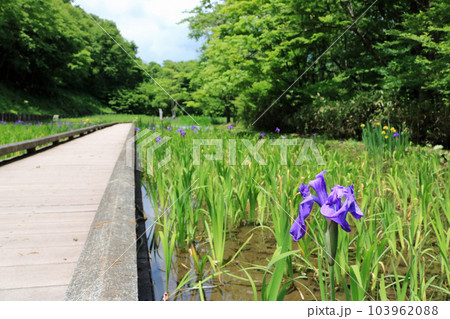 尾入野湿性植物園のカキツバタ 103962088