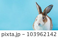 rabbit with brown and white hairs sit on blue background, rabbit ears set and copy space for text 103962142