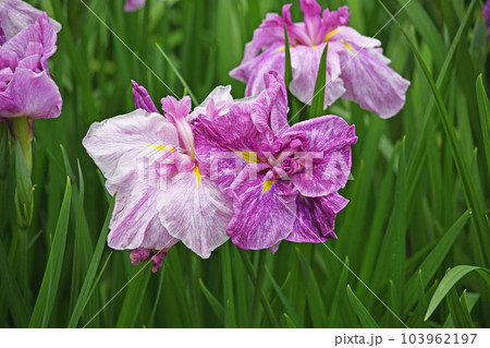 花菖蒲の花 103962197