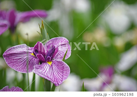 花菖蒲の花 103962198