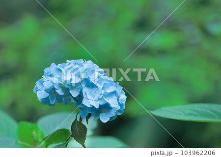 梅雨空に色鮮やかに咲き誇る紫陽花の花たち 103962206