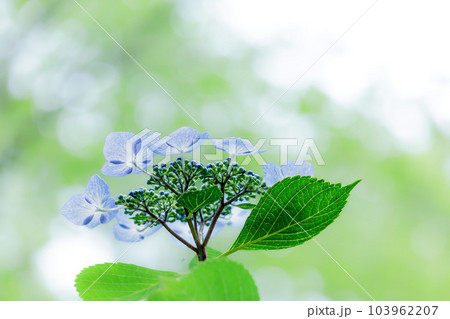 梅雨空に色鮮やかに咲き誇る紫陽花の花たち 梅雨空に色鮮やかに咲き誇る紫陽花の花たち 103962207