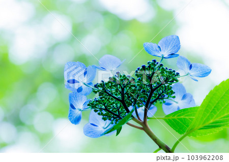 梅雨空に色鮮やかに咲き誇る紫陽花の花たち 103962208