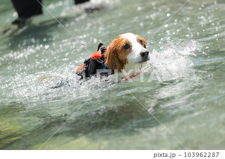 ライフジャケットを着て深い川を泳ぐ犬 103962287