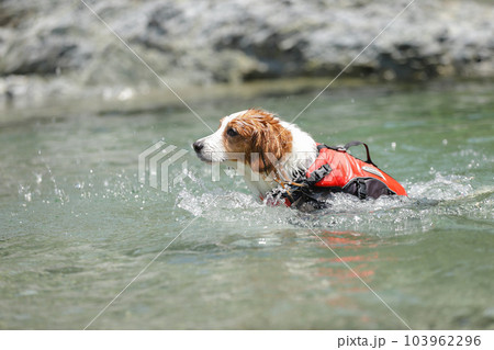 ライフジャケットを着て深い川を泳ぐ犬 ライフジャケットを着て深い川を泳ぐ犬 103962296