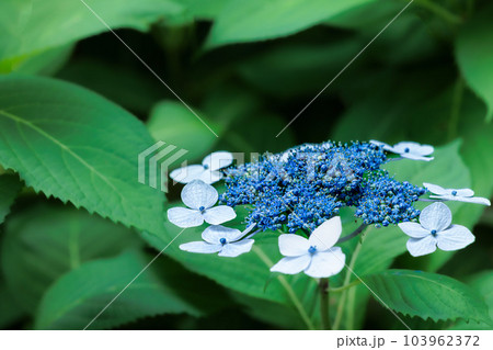 梅雨空に色鮮やかに咲き誇る紫陽花の花たち 103962372