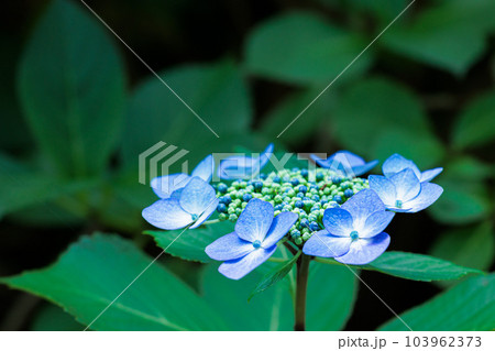 梅雨空に色鮮やかに咲き誇る紫陽花の花たち 103962373