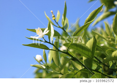 青空バックのデコポン(不知火)の蕾と花と小さい実 横位置 青空バックのデコポン(不知火)の蕾と花と小さい実 横位置 103962572
