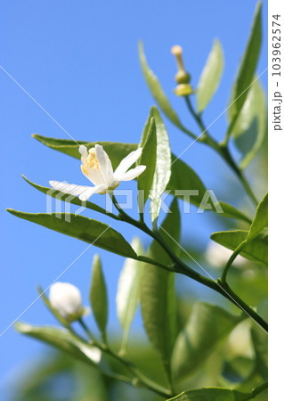 青空バックのデコポン(不知火)の蕾と花と小さい実 縦位置 青空バックのデコポン(不知火)の蕾と花と小さい実 縦位置 103962574