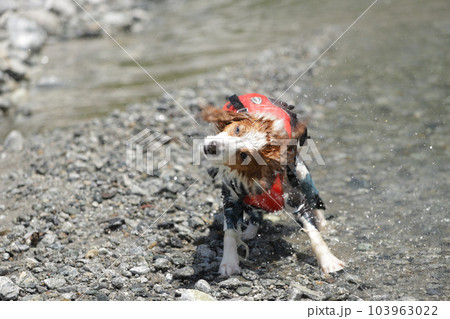 川からあがり体を振って水を飛ばしているところ 103963022