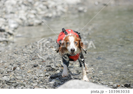 川からあがって全身びしょ濡れなコーイケルホンディエ 103963038
