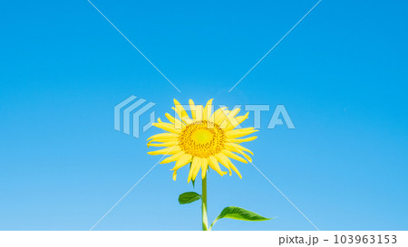 ひまわり 103963153