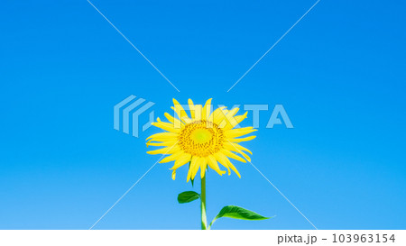 ひまわり 103963154