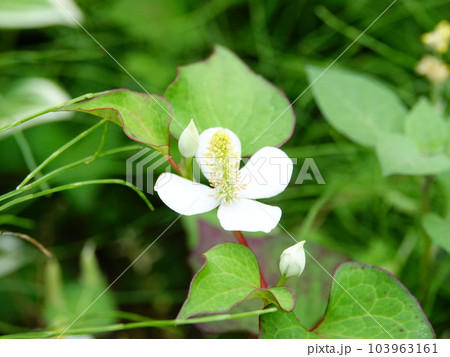 ドクダミの花 103963161