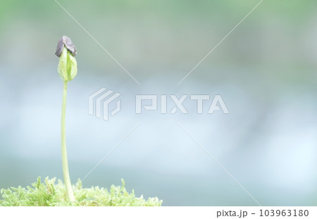 発芽して種を脱ぐ柿 発芽して種を脱ぐ柿 103963180