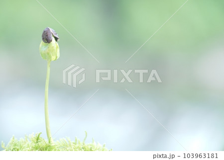 発芽して種を脱ぐ柿 発芽して種を脱ぐ柿 103963181