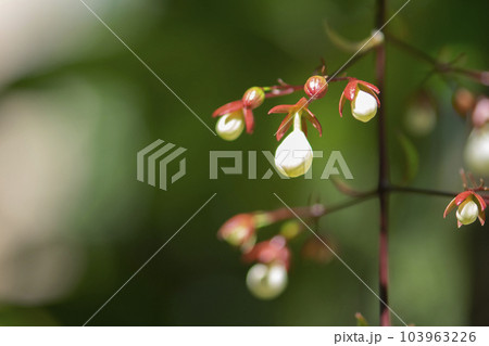 Nodding Clerodendron or Clerodendrum wallichii flower in blur background 103963226