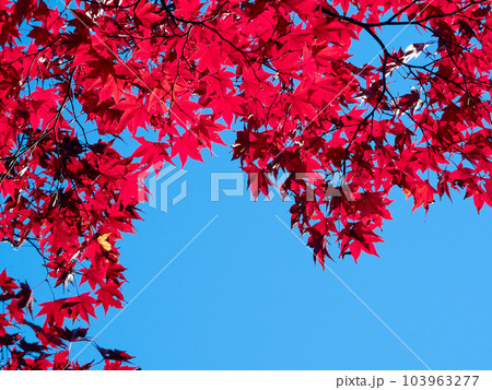 深く色づいたモミジと青空 103963277