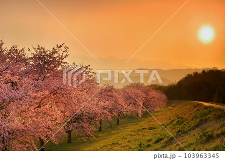 埼玉県坂戸市北浅羽桜堤公園 満開の早咲きの安行寒桜並木と夕焼け空に沈む夕陽 埼玉県坂戸市北浅羽桜堤公園 満開の早咲きの安行寒桜並木と夕焼け空に沈む夕陽 103963345