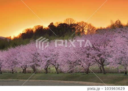 埼玉県坂戸市北浅羽桜堤公園　満開の早咲きの安行寒桜並木と夕焼け空 103963629