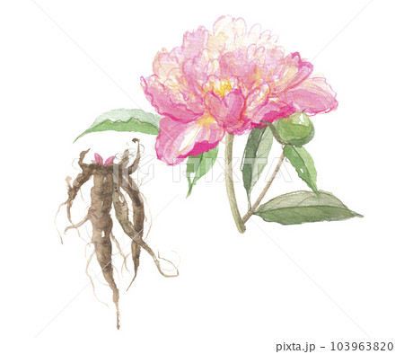 水彩で描いた芍薬・シャクヤク 花と根 水彩で描いた芍薬・シャクヤク 花と根 103963820