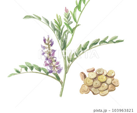 水彩で描いた甘草・カンゾウ　花と根 103963821