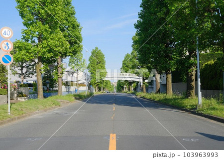 美しが丘ユリノキ通り(横浜市青葉区) 103963993