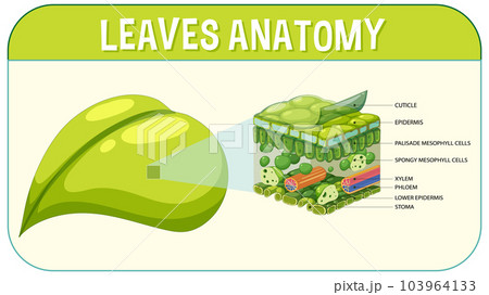 Internal structure of leaf diagram Internal structure of leaf diagram 103964133