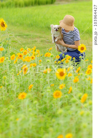 ヒマワリ畑を楽しむ女性とクリーム色のチワワ 103964427
