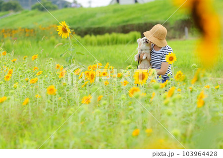 ヒマワリ畑を楽しむ女性とクリーム色のチワワ 103964428