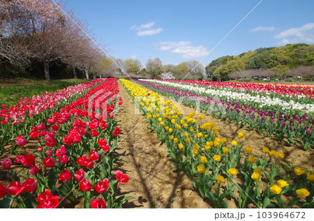 茨城県 木原城址城山公園 茨城県 木原城址城山公園 103964672