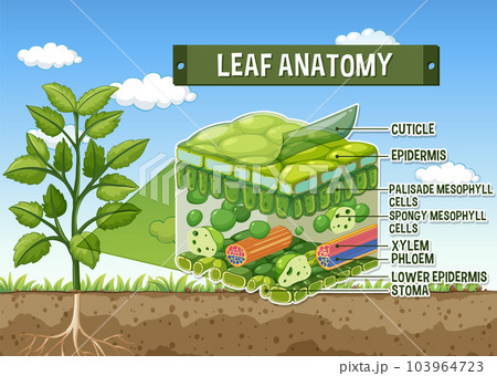 Internal structure of leaf diagram 103964723