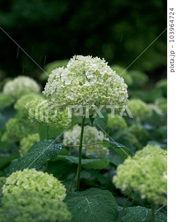 雨を喜ぶ白い紫陽花 103964724