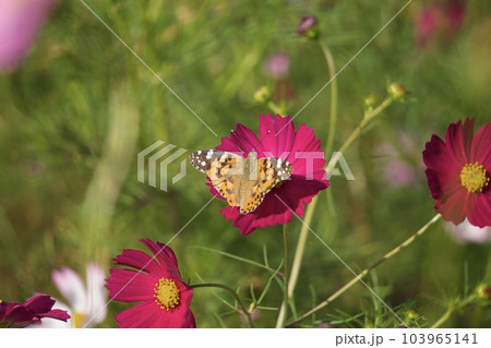 赤いコスモスと蝶 103965141