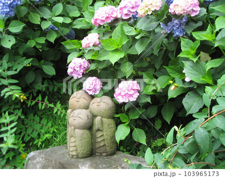 紫陽花とお地蔵さん 紫陽花とお地蔵さん 103965173
