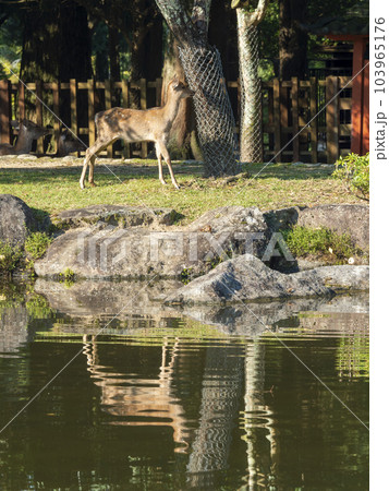 奈良公園三社託宣池の畔に立つ子鹿 奈良公園三社託宣池の畔に立つ子鹿 103965176