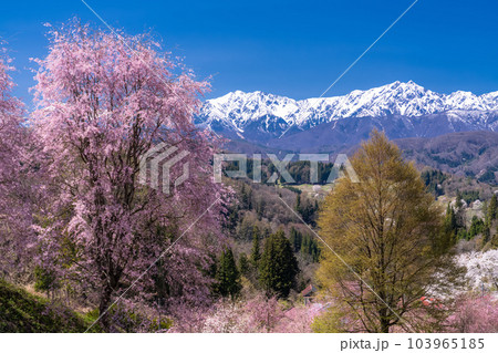 《長野県》満開の桜と北アルプスの山々・番所の桜 《長野県》満開の桜と北アルプスの山々・番所の桜 103965185