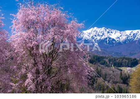 《長野県》満開の桜と北アルプスの山々・番所の桜 103965186