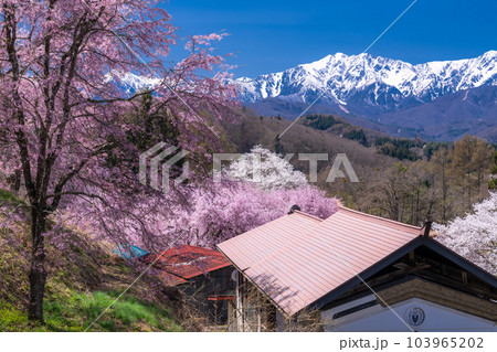 《長野県》満開の桜と北アルプスの山々・番所の桜 103965202