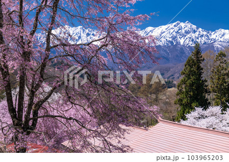 《長野県》満開の桜と北アルプスの山々・番所の桜 《長野県》満開の桜と北アルプスの山々・番所の桜 103965203