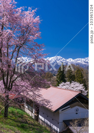 《長野県》満開の桜と北アルプスの山々・番所の桜 103965204