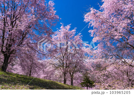 《長野県》満開の桜と北アルプスの山々・番所の桜 103965205