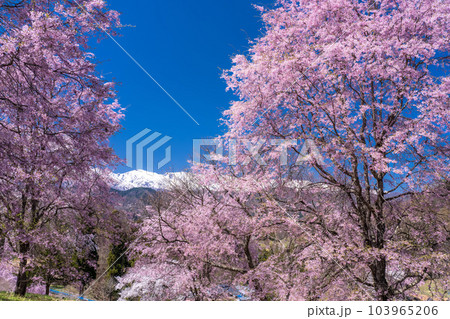 《長野県》満開の桜と北アルプスの山々・番所の桜 《長野県》満開の桜と北アルプスの山々・番所の桜 103965206