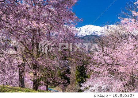 《長野県》満開の桜と北アルプスの山々・番所の桜 103965207