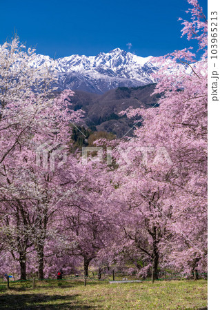 《長野県》満開の桜と北アルプスの山々・番所の桜 《長野県》満開の桜と北アルプスの山々・番所の桜 103965213