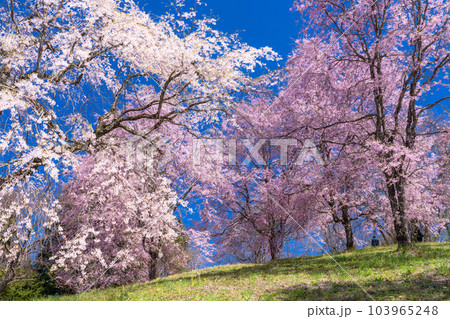 《長野県》番所の桜・桜満開 《長野県》番所の桜・桜満開 103965248