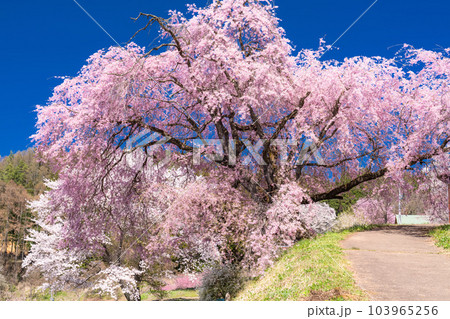 《長野県》番所の桜・桜満開 103965256