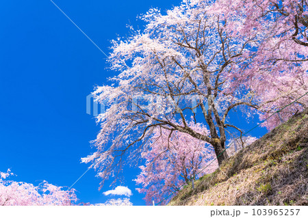 《長野県》番所の桜・桜満開 《長野県》番所の桜・桜満開 103965257