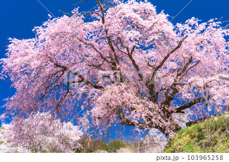 《長野県》番所の桜・桜満開 《長野県》番所の桜・桜満開 103965258